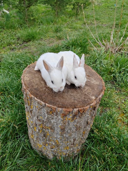 Vând iepurași Rex pitic din părinți tatuați rasă pură