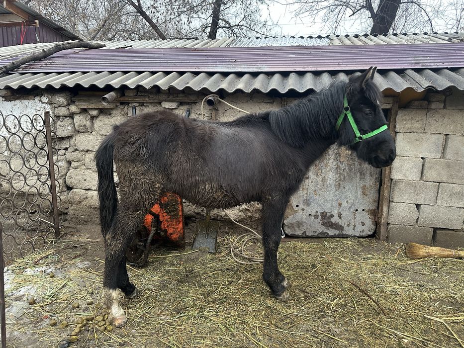 urğaşı tay mingi jwas!
