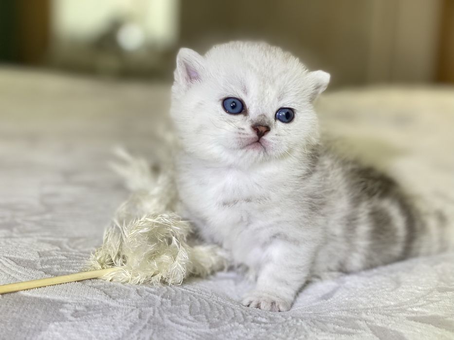 Шотландский котенок с документами клуба