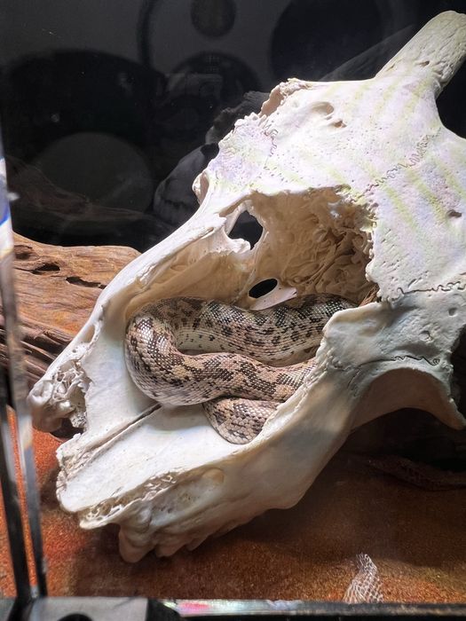 Sarpe sadboa/ boa de nisip