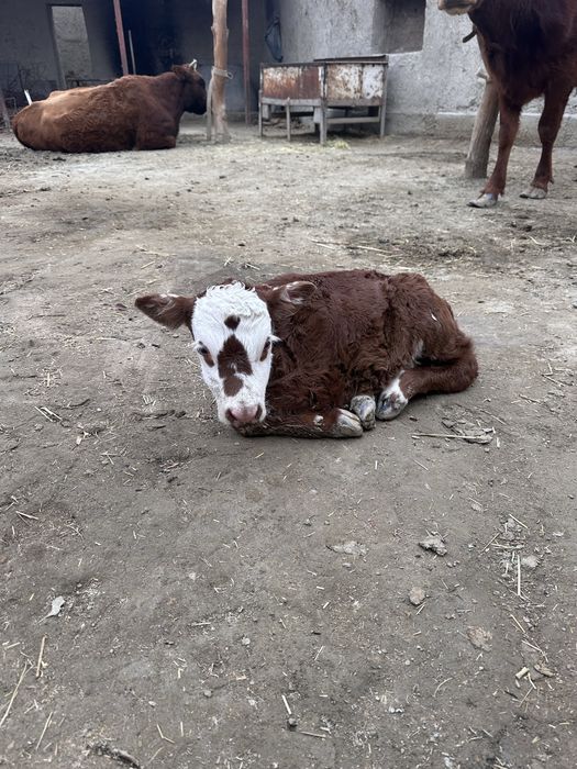 Ona bola sigir sotiladi bolasa qischa