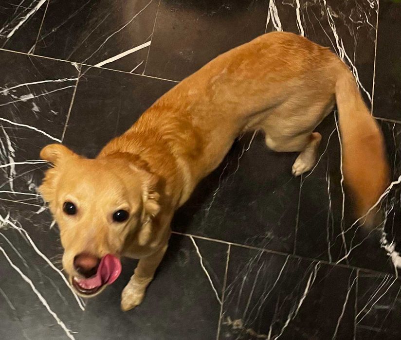 Търси се дом на Беба