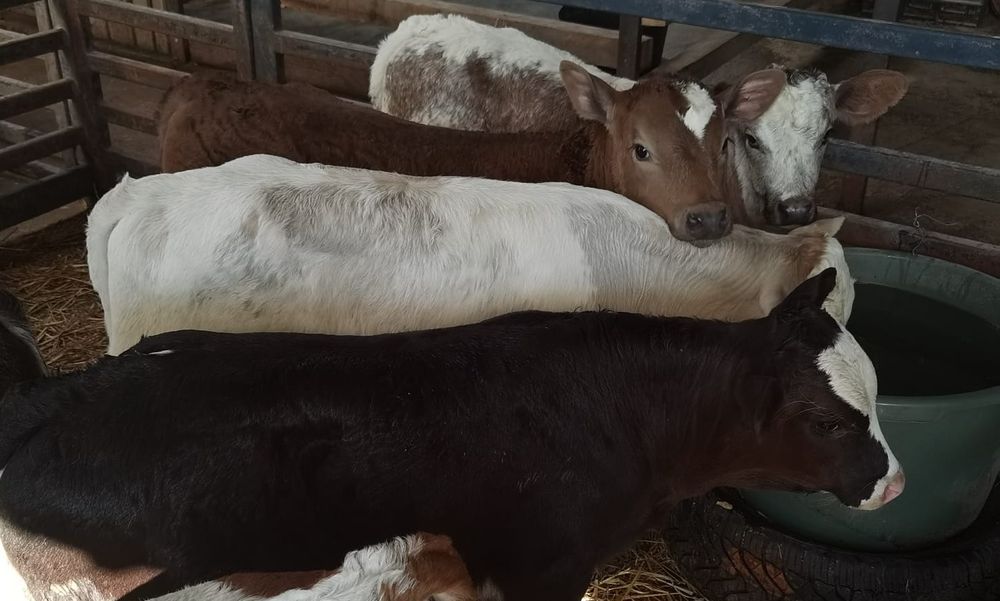 Vand vitei întercati