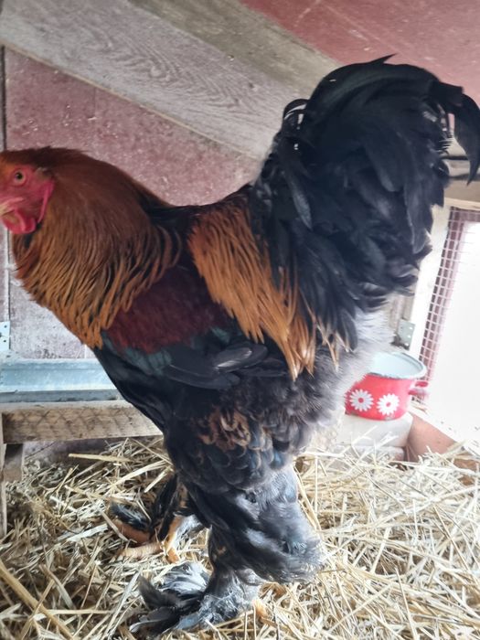 Vând cocoș din rasa de găini brahma potarnichiu