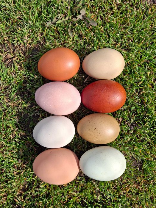 Tineret Olive Eggs