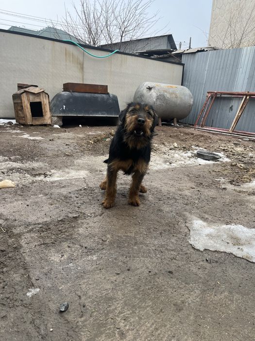 Продам ягдтерьер