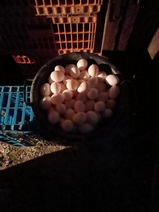 Куры ленгорн достака