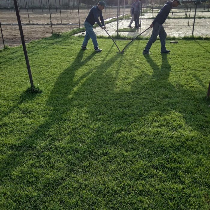 Газон рулонный жонсин