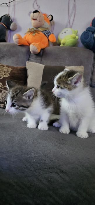 Животные,  кошки