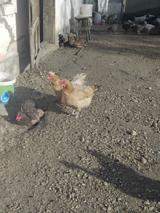 Vindem păsări de tara