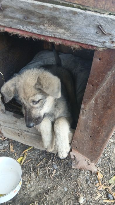 Отдам щенка девочку