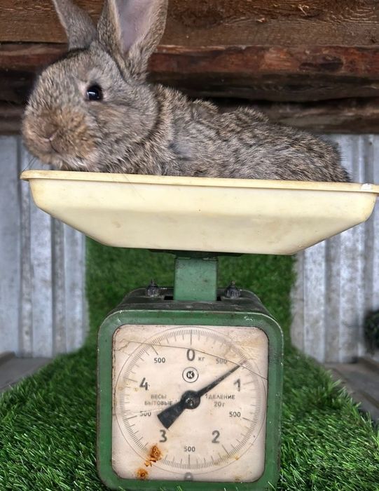 Продам месячных крольчат фландер