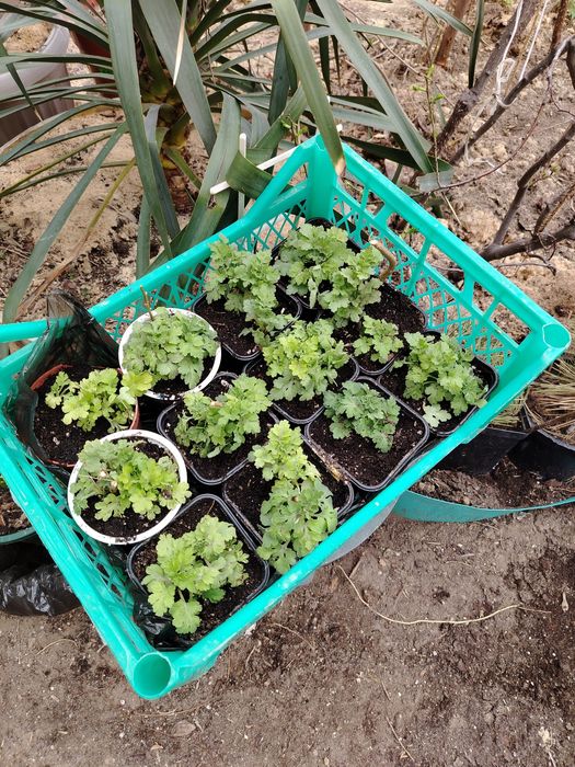 Продам растения для сада