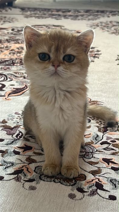 Кошка золотая шиншилла