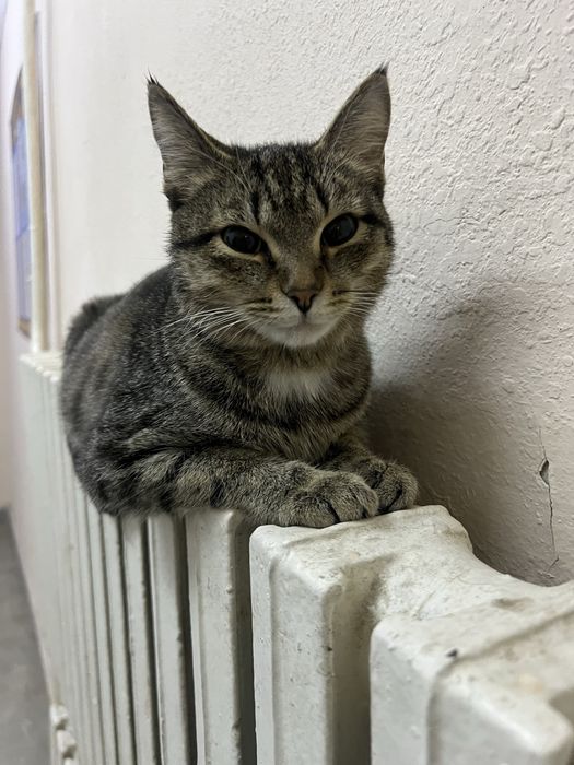 Ищем дом для очень ласкового котика