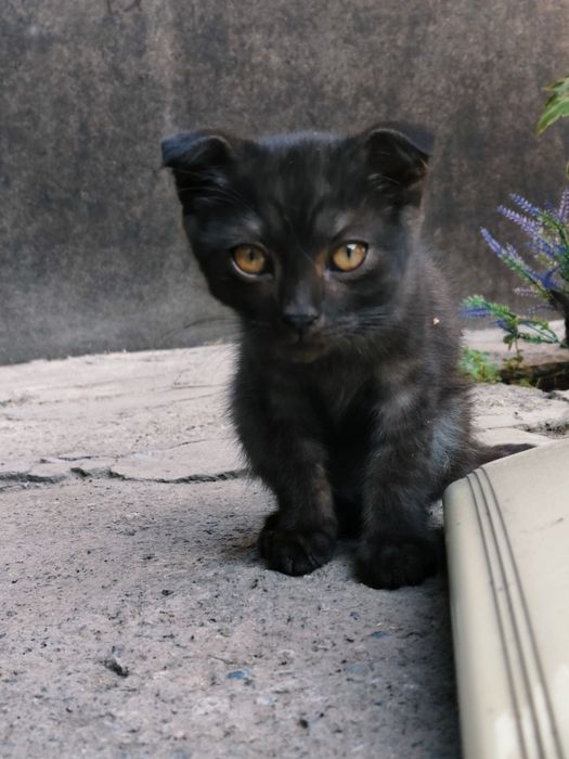 Котики шотландские