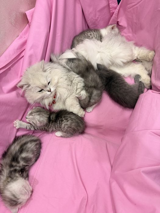 Mushukchalar sotiladi