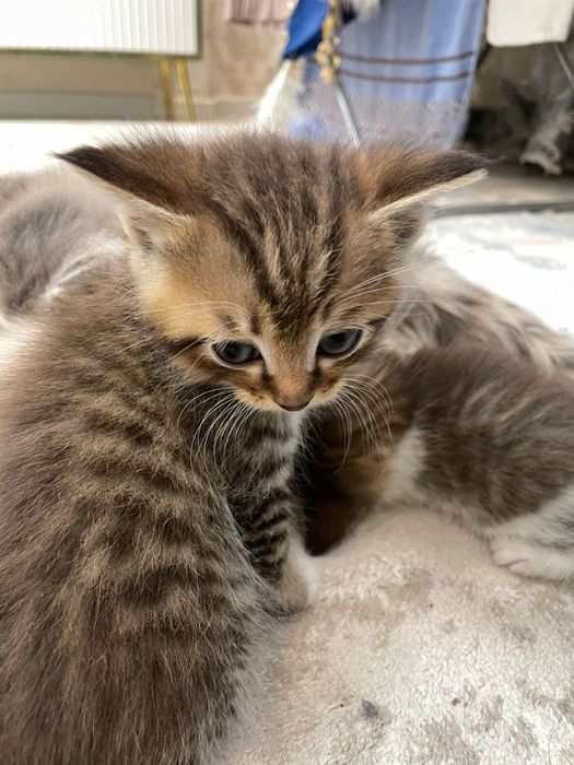 Два мальчика и две девочки