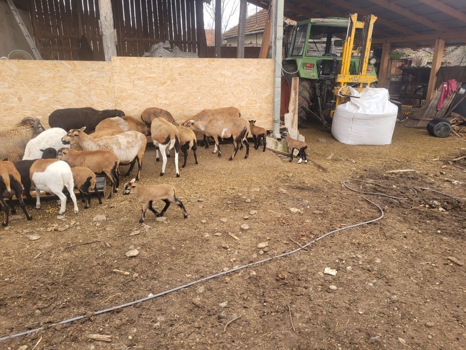 Vand berbec de camerun