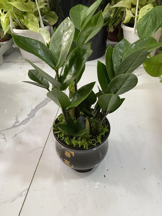 Цветы для дома и офиса. В скидочных ценах