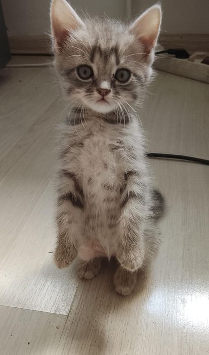 Котята в добрые руки бесплатно