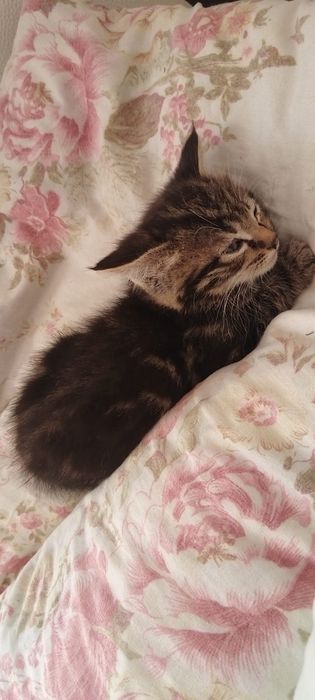 Отдам котят в добрые руки