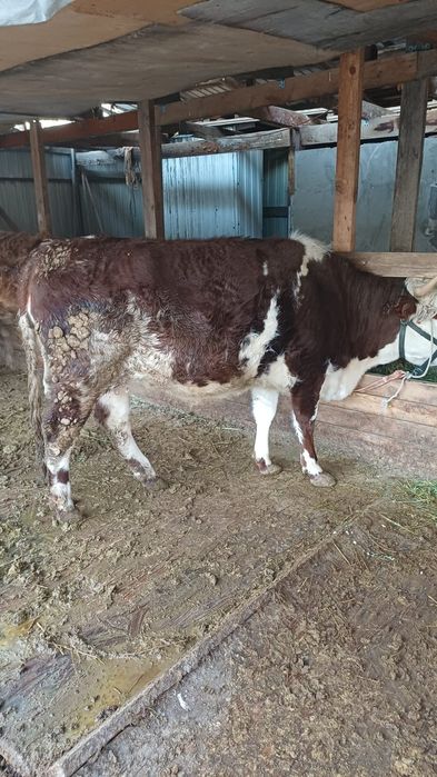 Мясо  Ет жиликтеп согым