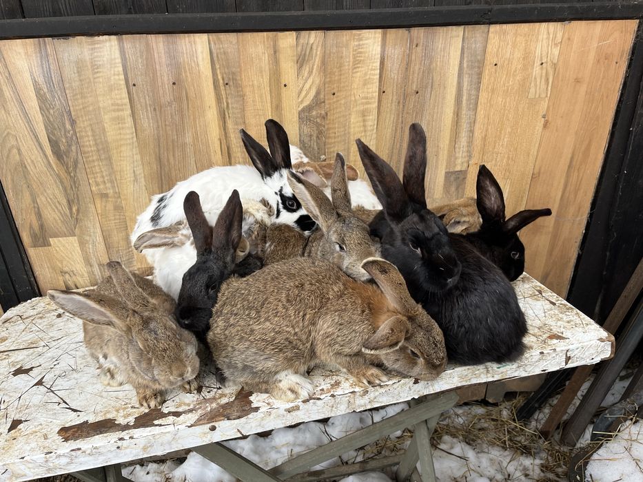 iepuri maturi si tineret