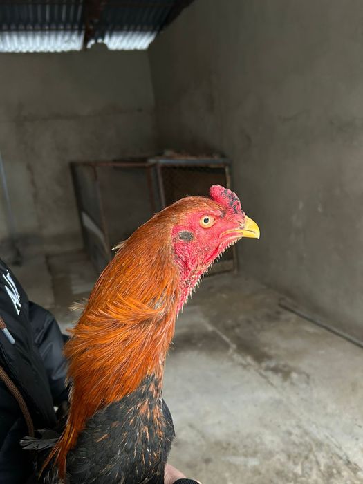 Дакан шоже майски 50.000