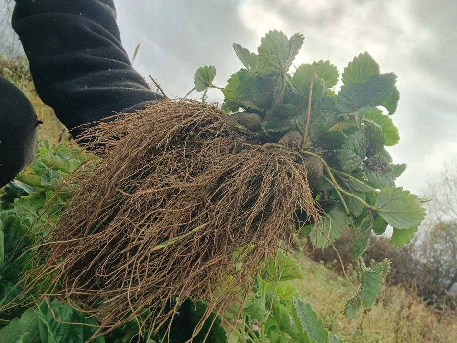 Продавам качествен Разсад ягоди