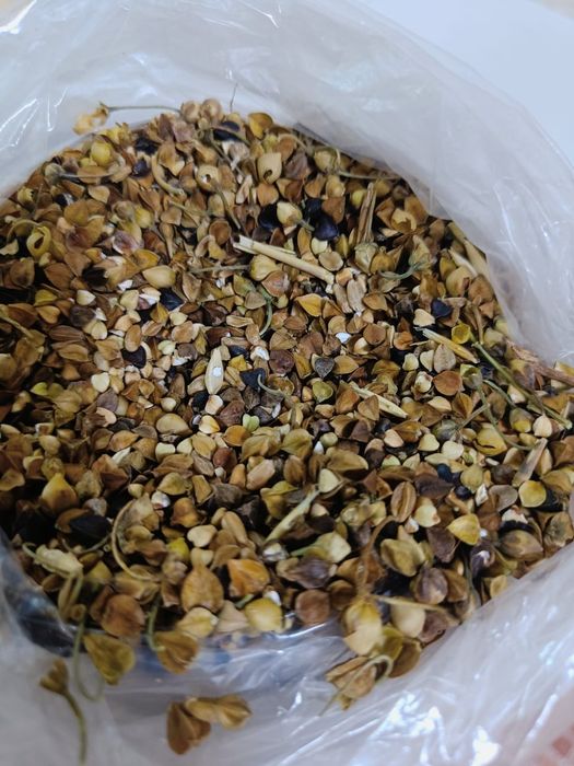 Зерноотходы Отруби Овёс Полова