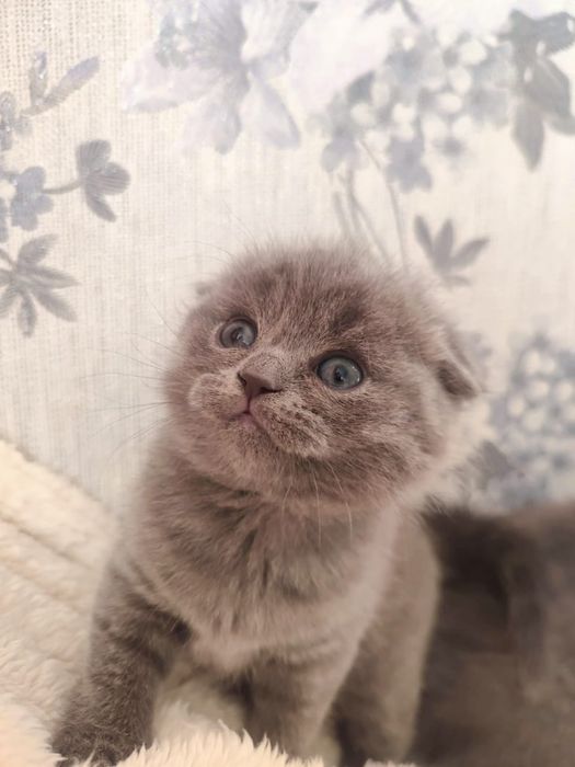Продажа Британских котят