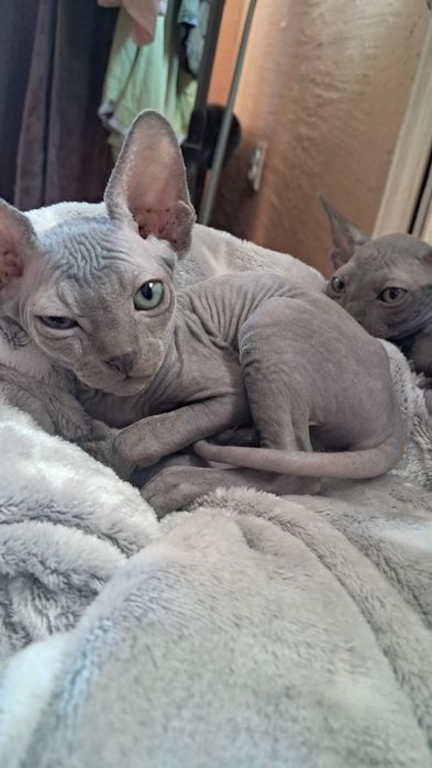 Продам котят канадский сфинкс