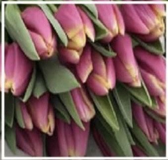 Тюльпаны к 8 Марта