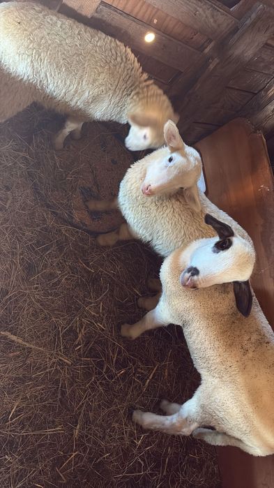 Агнета за Великден и георговден