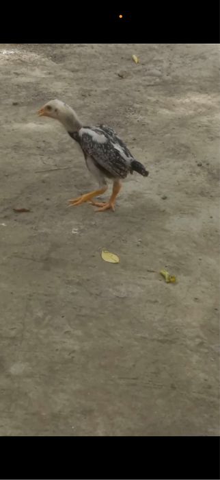 Dakan juja Cho’ja Kulangi