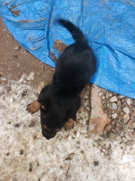 Отдам щенков в добрые руки