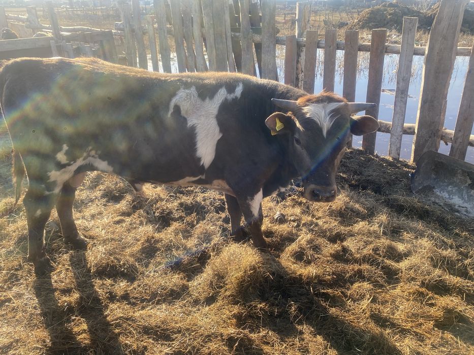 Продам упиттанного бычка