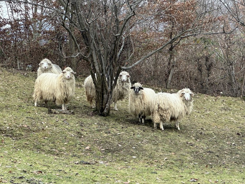 Vand 4 oi si un berbec