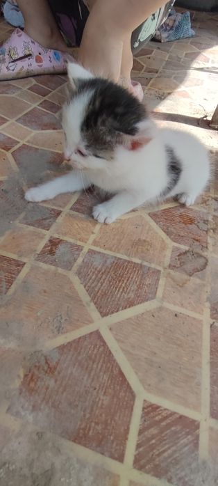 Отдам котят красивых