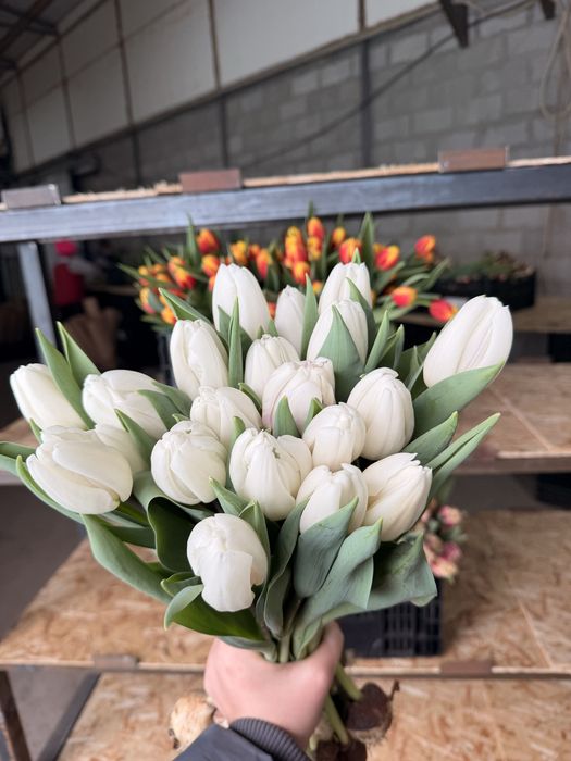 Свежие тюльпаны 420тг!/шт