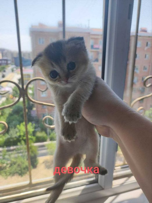 Шотландские котята Домашние