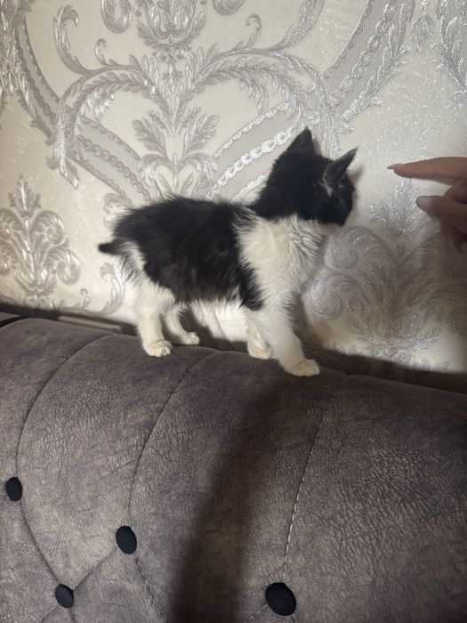 Котик бесплатно