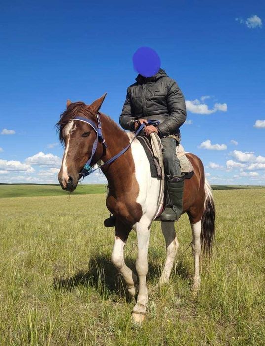 Мінгі айғыр сатылады