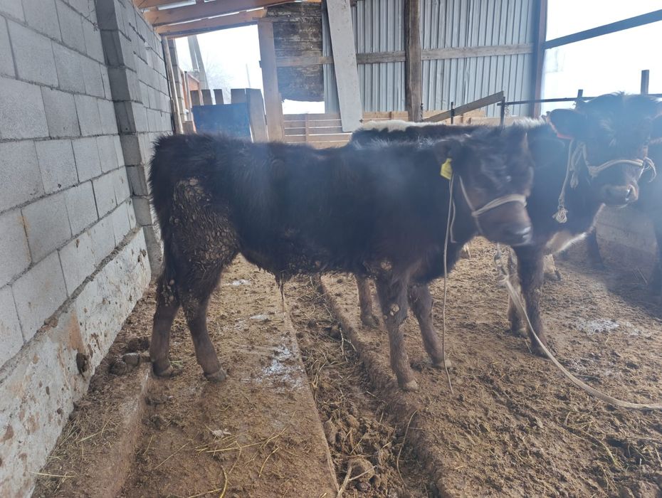 Бузаулар сатылады