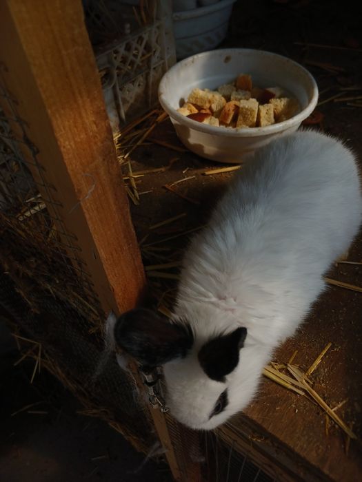 Quyon bolalari sotiladi