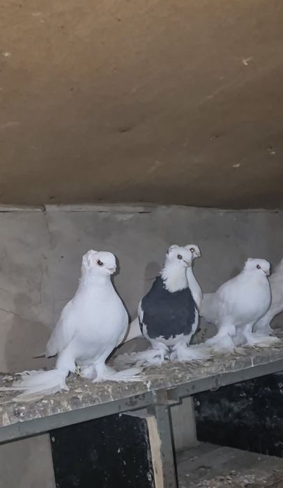 Голуби домашние .