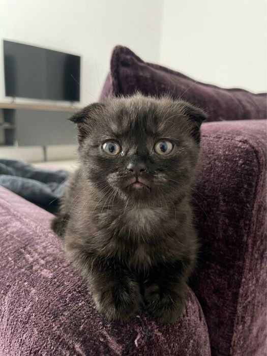 Вислоухая шотландская кошечка срочно отдам в добрые руки
