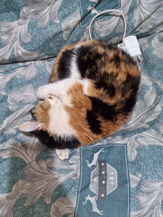 Mushuk sotiladi o‘g‘l bola uy mushuk. Aybi yoq