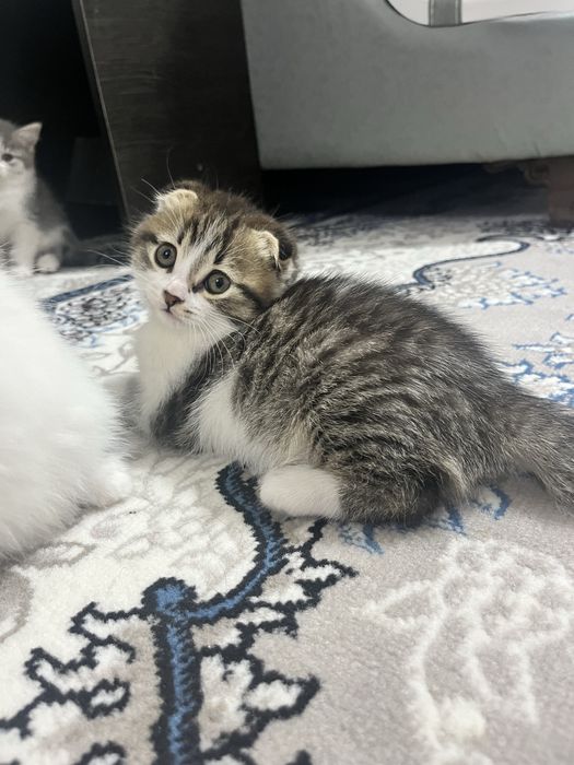 Кошка шотладская самец (скотиш фолд) 2 ойлик хоразмда